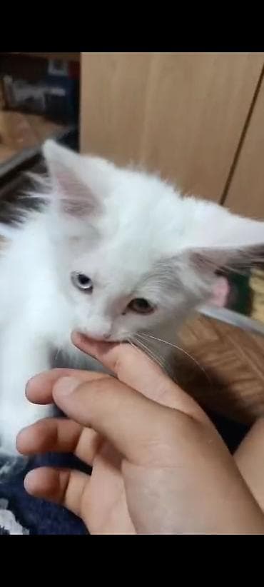 Пропала : Беспородная, Мальчик, Белый at lalafo.kg Пропала : Беспородная, Мальчик, Белый