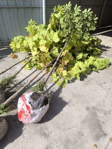 саженцы клубник: Саженцы деревьев: Туи — 20