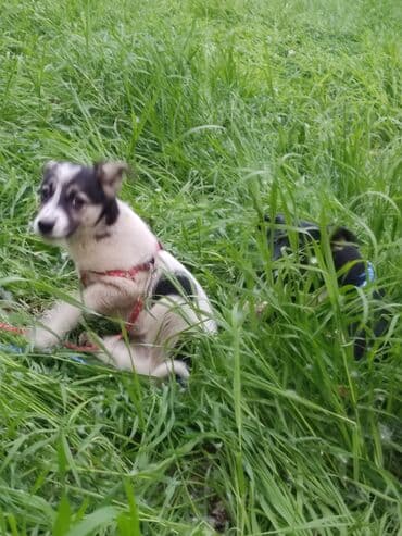 щенки белгийскоц овчарки: Ит бекер берилет: 2 айлык, Эркек — 30