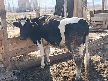 Аквариумдар: Сатам | Уй (ургаачы) | Көбөйтүү үчүн, Сүт алуу үчүн — 2