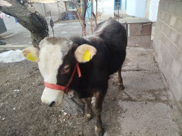 рабочий аттар: Продаю | Бык (самец) | Полукровка, Монбельярд | На откорм | Привязанные — 4