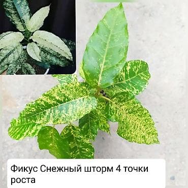 вырасти сад купить петов: Продаю цветы — 9
