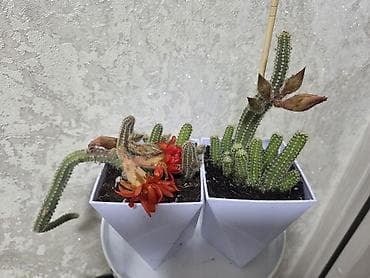 опоры для цветов: Каллигенусный кактус (Chamaecereus silvestrii, «арахисовый кактус» — 9