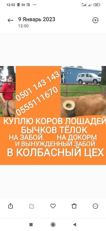 усыпление животных бишкек: Сатып алам | Уйлар, букалар, Жылкылар, аттар | Күнү-түнү, Бардык шартта, Союлган — 1