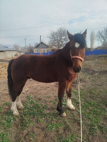 собака охотничий: Продаю | Жеребец — 7