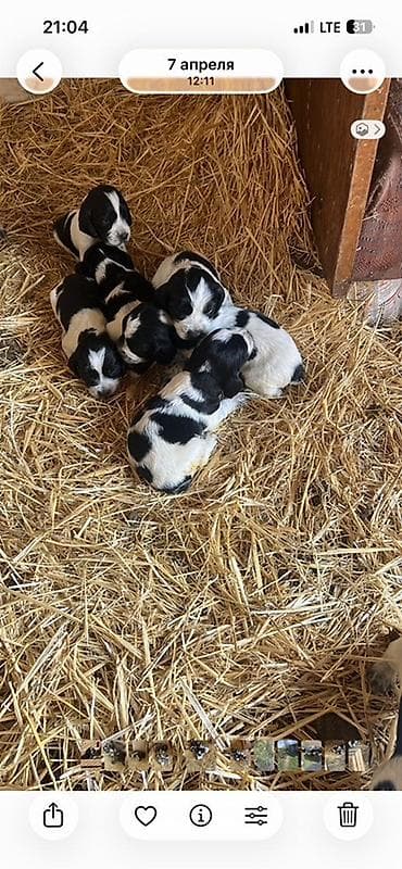 питбуль щенок черный: Щенки английского кокер-спаниеля, черно-белые (пегие/крап) окрасы. - — 3