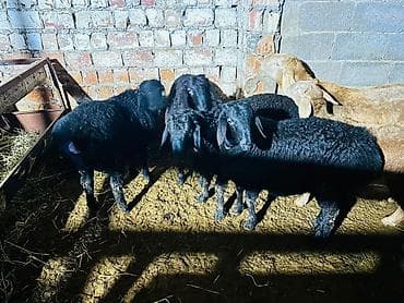 Башка жаныбарлар: Сатам | Кочкор (эркек) | Арашан | Көбөйтүү үчүн | Асыл тукумдуу — 4