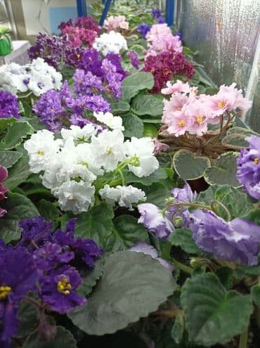 укорененные листики фиалок: Продаю детки (100-150 с), свежесрезанный лист (40 с) и взрослые — 4