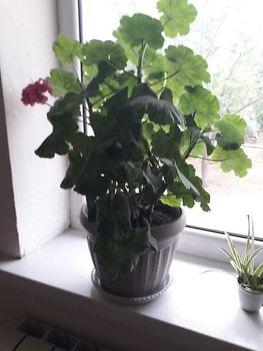 лампы для выращивания растений: Комнатное растение — пеларгония (герань) в горшке. Описание: - — 3