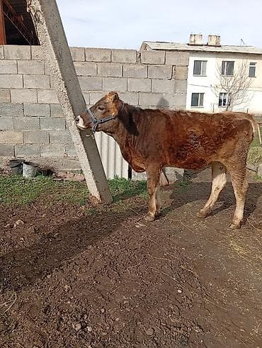 телочки бычки: Продаю | Тёлка | На откорм | Привязанные — 1