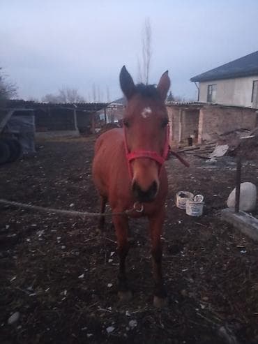 Услуги ветеринара: Продаю | Кобыла (самка) | Дончак | Для разведения | Племенные — 2