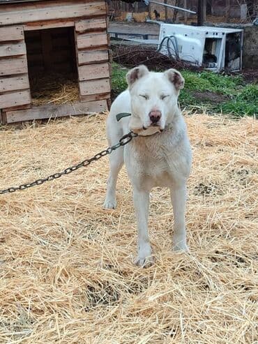 казакча той ырлары 2020 скачать: Ищем дом молодой суке породы алабай. Рожать не будет. Привезём сами — 2