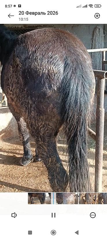 акыр сатам: Сатам | Музоо | Бордоп семиртүү үчүн — 1