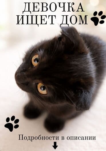 Кошка даром: Скотиш Фолд (Шотландская вислоухая), 4 месяца, Девочка, Приучена к лотку