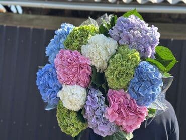 гортензии цена бишкек: Гортензии!!!
Цена: 380 сом штука 
Звонить!!!!! — 1