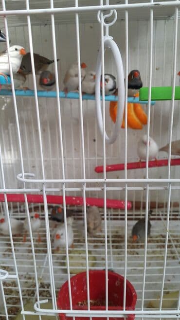 зеленый волнистый попугай: Канарейки очень неприхотливы, живут и поют по 15 лет, способны — 3