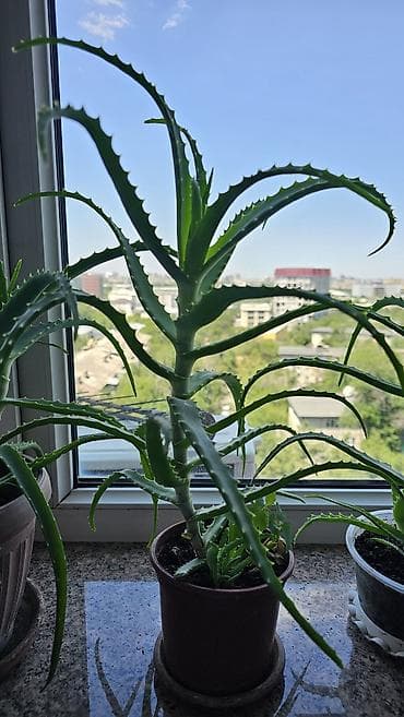 aloe: Целебный хороший алоэ 3 года! с детками Неприхотлив в уходе. Яркий — 4