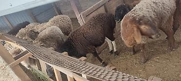 сено реска: Продаю | Овца (самка), Ягненок, Баран (самец) | На забой — 2