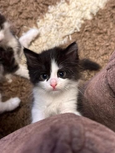 продаю котенка: Майнкун метис Котя Отец - дворовой крутыш🥇 Мать - Майнкун Котятам — 7