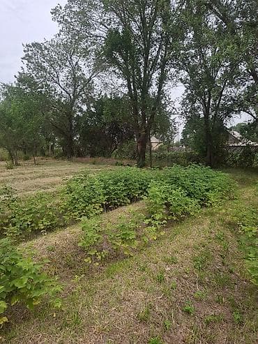 удобрение для малины: Продается малинник с плодородной почвой. Идеально подходит для — 3