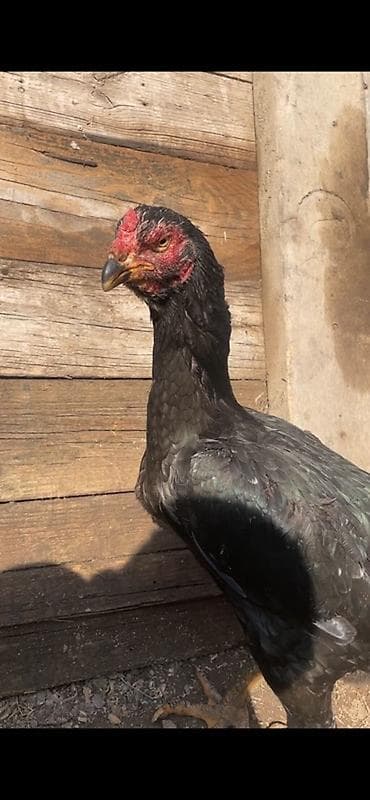 А/ч жаныбарларын сатам: Сатам | Короздор | Дакан, Тебиштирүүчү | Көбөйтүү үчүн — 3