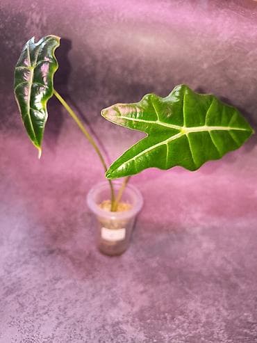 Алоказии: Алоказия Амазоника — крупный ароид с эффектной стреловидной листвой — 2