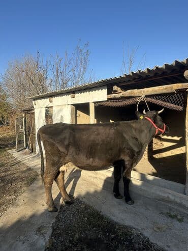 котята отдам в добрые руки: Продаю | Корова (самка) | Полукровка | Для молока | Привязанные — 4