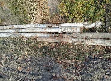 уголок диван стол: Тополь (Терек) - Порода: тополь(с характерной белой корой). - — 1