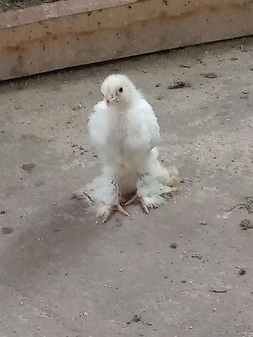 Птицы: Продаю цыплят от элитной чистокровной светло голубой брамы — 3