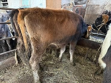 продаю осёл: Продаю | Бык (самец), Тёлка | Для разведения | Привязанные — 4