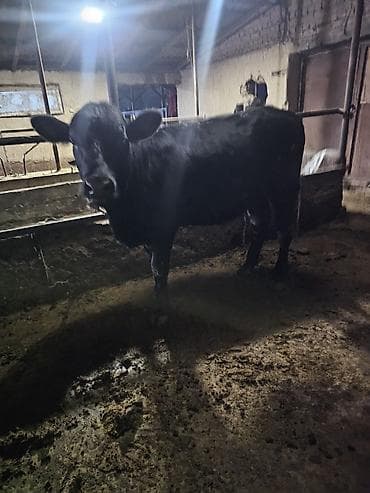 Продаю | Бык (самец) | На откорм | Привязанные