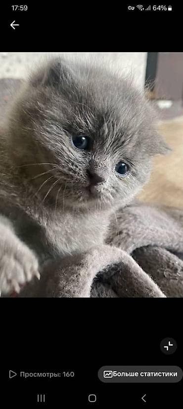 Продажа кошек: Шотландские вислоухие котята, окраc — сплошной серый (blue). Плюшевая — 1