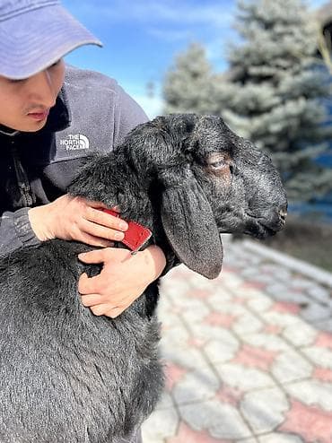 иттер ош: Сатам | Кочкор (эркек) | Арашан | Көбөйтүү үчүн | Асыл тукумдуу — 2