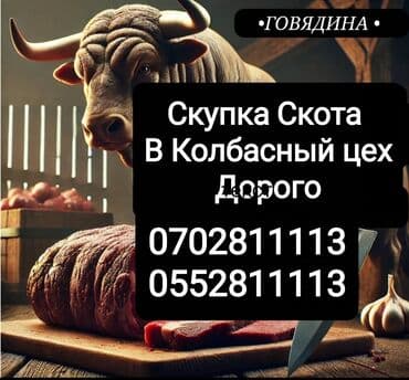 продажа домашних животных: Приём Мясо Любой упитанности Любое время суток Коров быки Лошади — 1