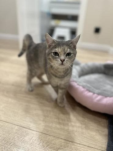 big 6: Кошка даром: Беспородная, 7 месяцев, Девочка, Приучена к лотку — 8