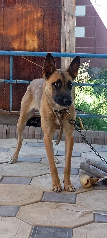 кошка домашний: Бельгийская овчарка (малинуа) - Пол: девочки - Окрас: рыжий с чёрной — 3