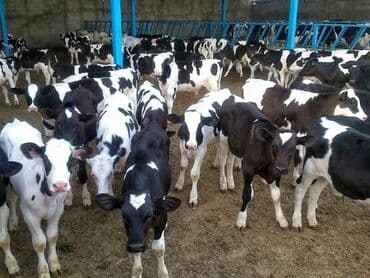 бычок симментал: Предлагаются к продаже мясные быки абердин-ангусской породы. Животные — 5