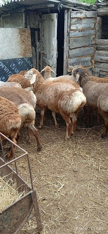 сколько стоит собака породы корги: Продаю | Ягненок | Арашан | Для разведения | Племенные — 1