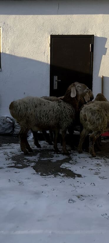 мышык ош: Сатам | Козу | Арашан | Көбөйтүү үчүн | Асыл тукумдуу — 5