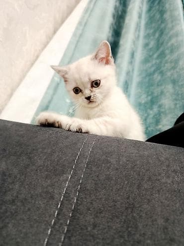 Продажа кошек: Шотландские котята (Scottish Fold/Scottish Straight) 1,5 месяца. - — 7