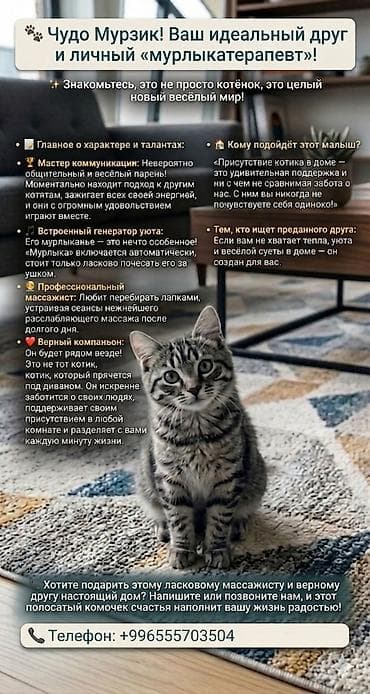 черепаховая кошка: Экзотическая, 2 месяца, Мальчик, Серый, Приучена к лотку — 1