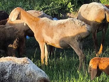 аппарат узи для животных цена: Продаю | Овца (самка) | Арашан | Для разведения | Племенные, Матка, Ярка — 1