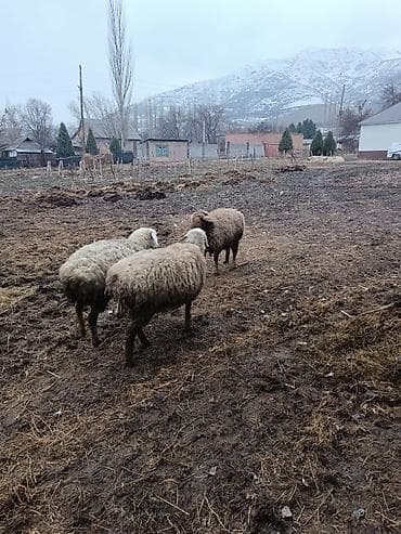 кой дорпер: Продаю | Овца (самка) | Полукровка | Для разведения | Матка — 1