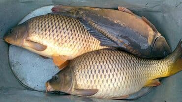 продаю рыбы: Купим рыбу. ищем сотрудничество на постоянную ежедневное поступление — 1