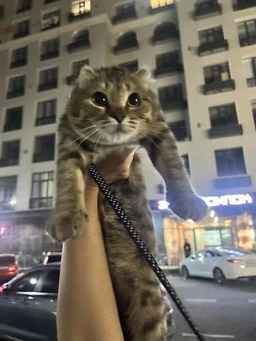 кошки шотландский: Скотиш Фолд (Шотландская вислоухая), 7 месяцев, Девочка, Приучена к лотку, Проглистована, С документами — 3
