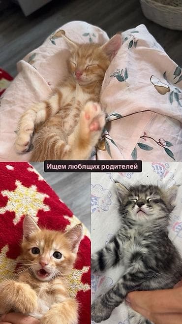 Мышыктар: Мышык бекер берилет: Породасыз, 1 айлык, Эркек, Лотокко барууга үйрөтүлгөн — 1