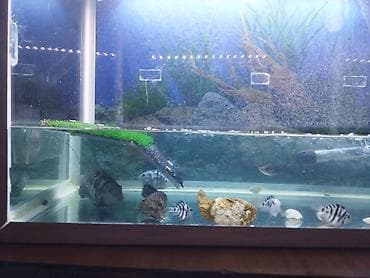 big 6: Аквариумный комплект на 80 литров для домашних рыб и водных черепах — 4