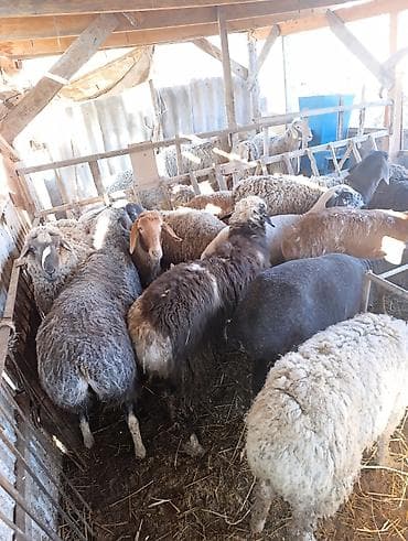 яг як: Продаю | Овца (самка) | Полукровка | Для разведения | Матка — 1