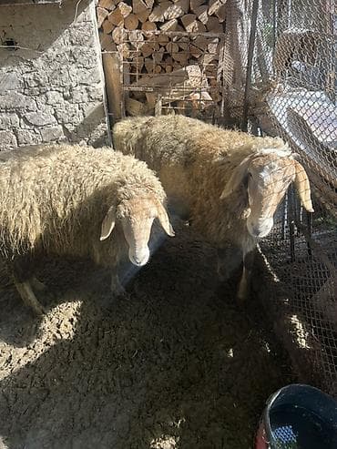 продаю крысу: Продаю | Баран (самец) | Полукровка | На забой | Племенные — 1