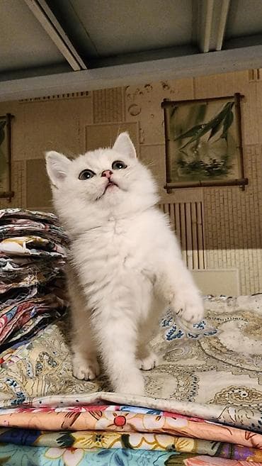 Продажа кошек: Скотиш Страйт (Шотландская прямоухая), 2 месяца, Мальчик, Серебристая шиншилла — 4